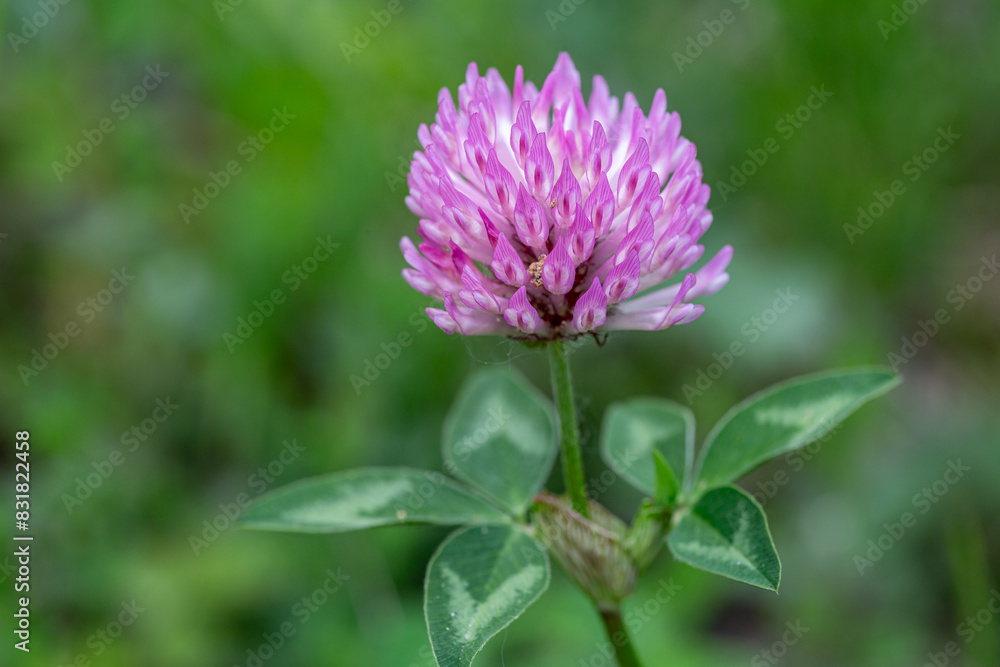 Trifolium pratense. Common or violet clover. Close-up of the inflorescence. Trifolium pratense. Common or violet clover. Close-up of the inflorescence.