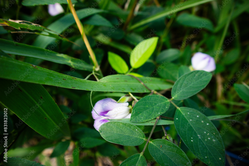 Obraz premium Spurred Butterfly Pea or Centrosema virginianum and seed pod. A vine with purplish to nearly white flowers and slim long seed pods containing four to ten dark brown seeds.