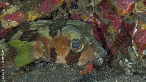 Close-up portrait. A spiny fish lies on the sandy bottom of a tropical sea under a colorful rock. Shortspine Porcupinefish (Diodon liturosus) 65 cm. ID: broad oblique black band below eye. photo