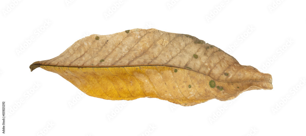 Dry leaves Dry leaves
