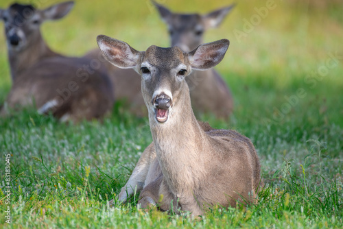 Chatty Deer