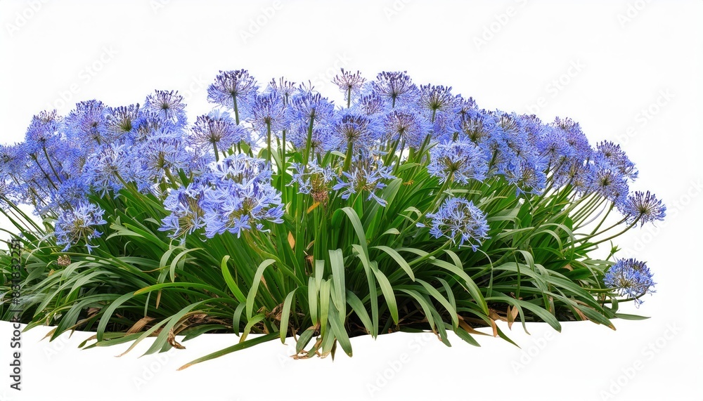 Obraz premium Blue agapanthus or African lily of nile flower is blooming in summer season for ornamental 