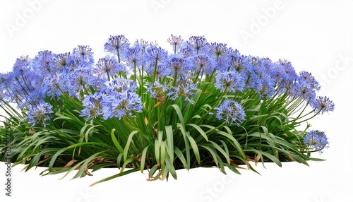 Blue agapanthus or African lily of nile flower is blooming in summer season for ornamental 