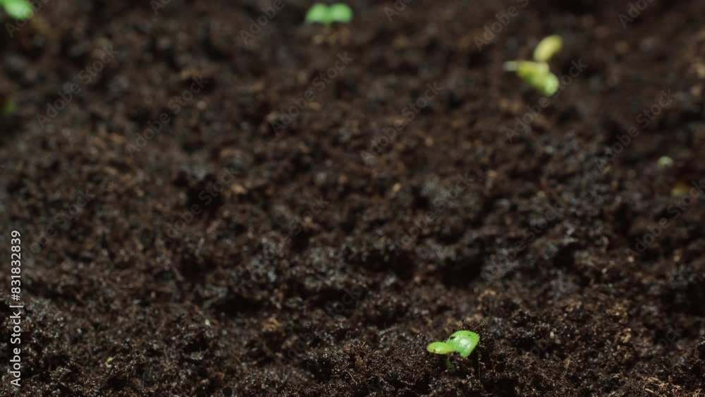 Growing seeds rising from soil time lapse 4k footage. Growing seeds rising from soil time lapse 4k footage.