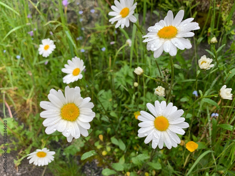 Fototapeta premium daisies in a field