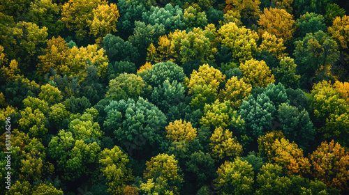 Aerial view of a densely packed forest with various shades of green and yellow trees photo