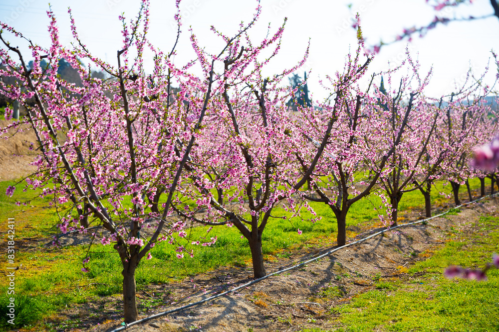 Fototapeta premium Blooming peach trees in early spring. High quality photo
