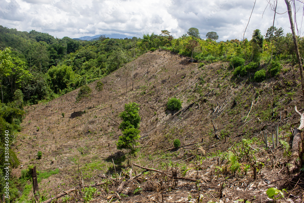 portrait of deforestation for agricultural land in rural villages in Sumatra