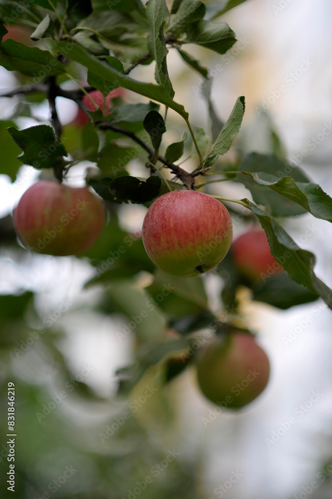 Obraz premium Apple tree in Berlin