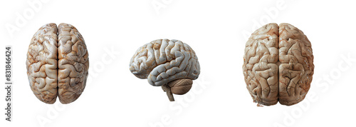 Wallpaper Mural Set of human brain isolated on transparent background. Generated Ai. Torontodigital.ca