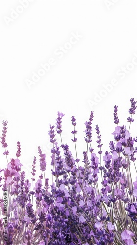 lavender flowers