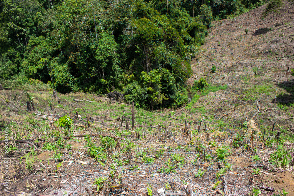 portrait of deforestation for agricultural land in rural villages in Sumatra