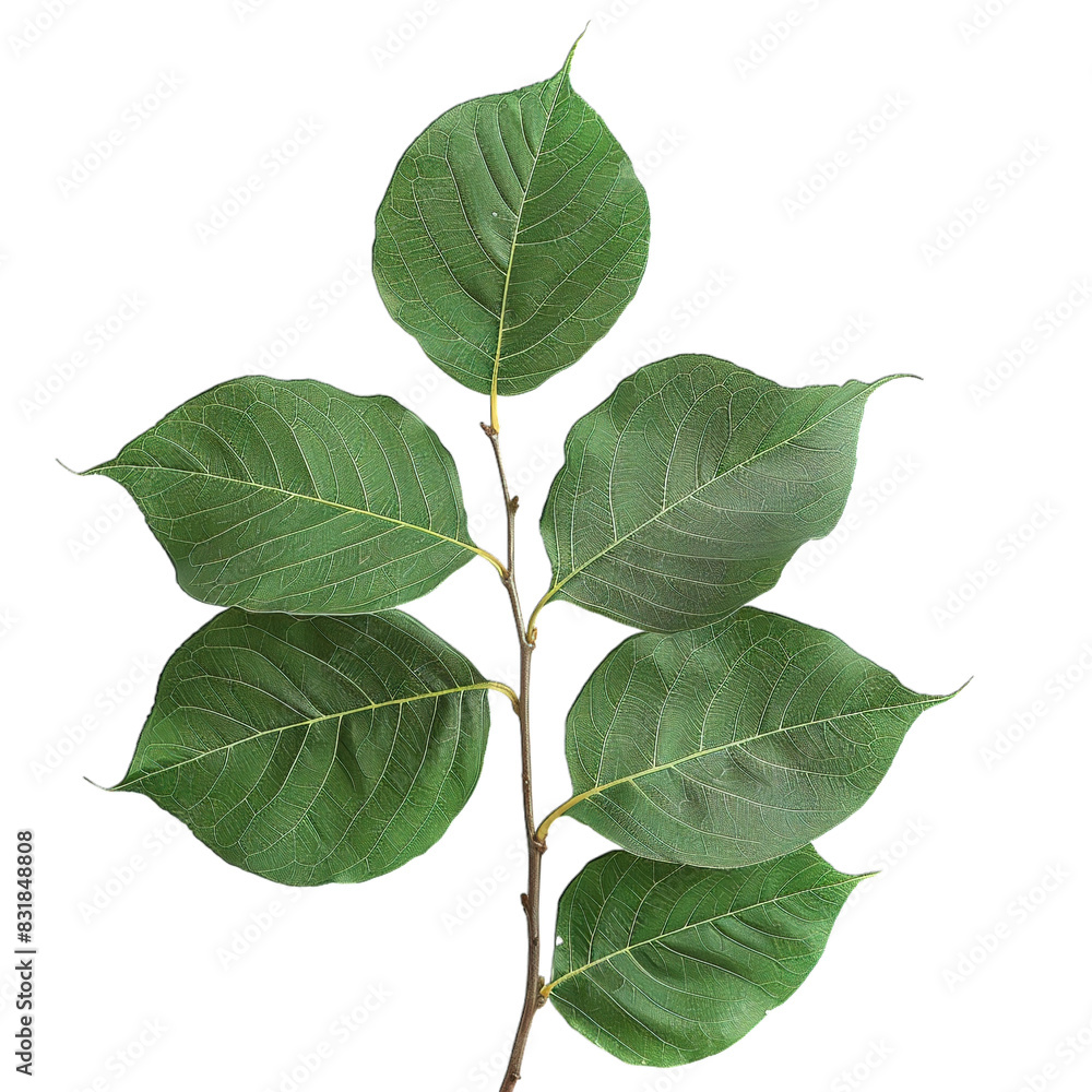 Fototapeta premium green leaves isolated on white