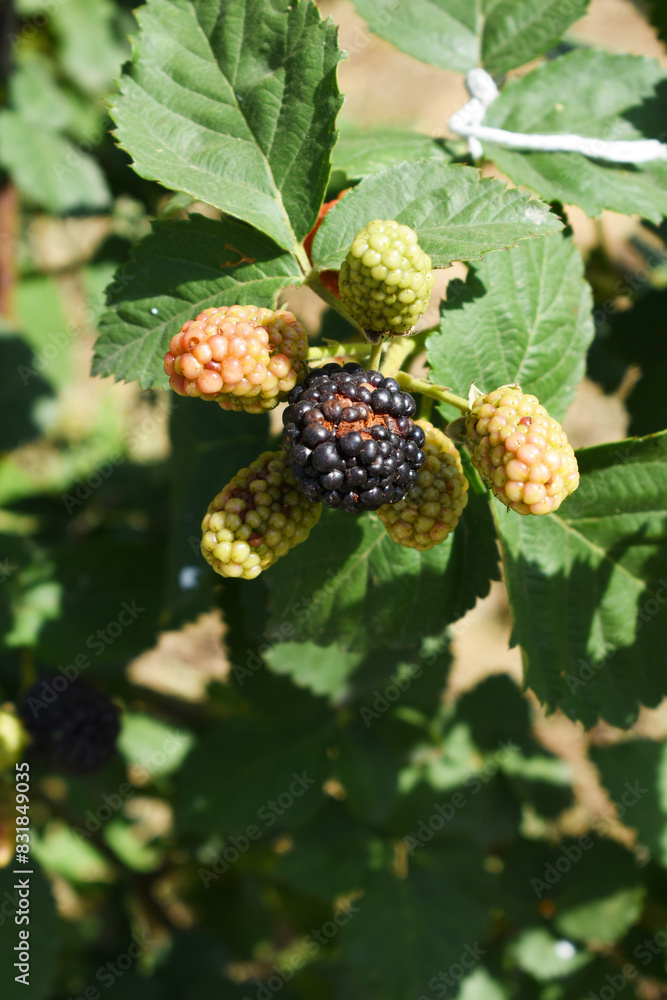 Natural food - fresh ripe and unripe blackberries in a garden. Bunch of ripe and unripe blackberry fruit on branch with green leaves on a farm. Close-up, blurred background. Chakwal, Punjab, Pakistan Natural food - fresh ripe and unripe blackberries in a garden. Bunch of ripe and unripe blackberry fruit on branch with green leaves on a farm. Close-up, blurred background. Chakwal, Punjab, Pakistan
