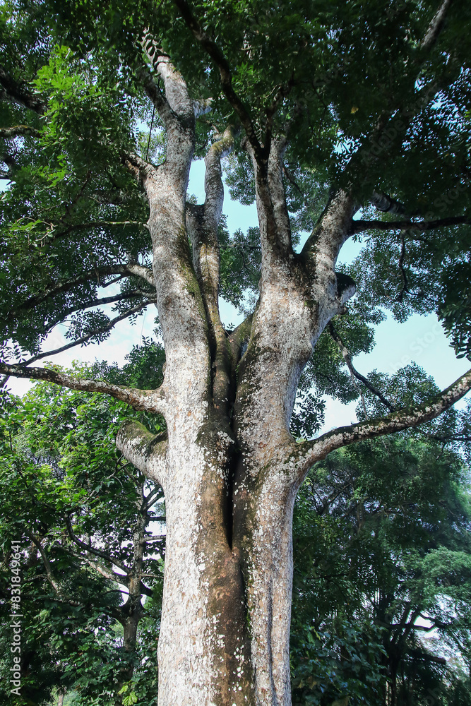 Fototapeta premium Rainforest interior, Botanical Gardens, Singapore