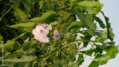 Ipomoea carnea flowers on the field.some beautiful flower with leaf. White flower for lilly plant.in indonesia often call it trumpet flower whereas in english call it Beach moonflower. photo