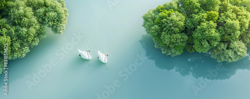 Captivating aerial view of swans swimming in a placid lake, perfect for your text photo