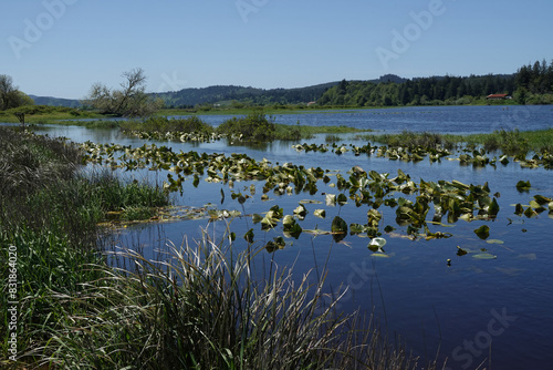 Scenic view on a marshy, wetlands nature reserve at Coquille , Oregon , USA on a sunny day