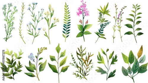 Collection of watercolor wild flowers and leaves with grass. Botanical garden elements set. Watercolor floral vector isolated eps illustration. 
