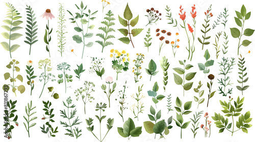 Set of watercolor greenery leaves twigs floral plant forest herbs isolated on white background. Summer Botanical spring leaf vector for wedding invitation card, frame and wreath.