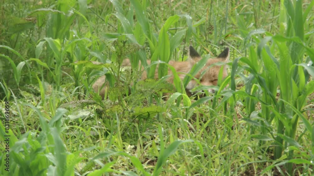 young fox sleeps in a field in summer young fox sleeps in a field in summer