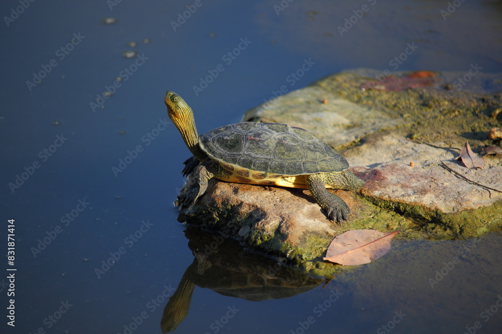 Obraz premium Chinese Stripe-Necked Turtle (Mauremys sinensis) sunbathing on a rock in a pond