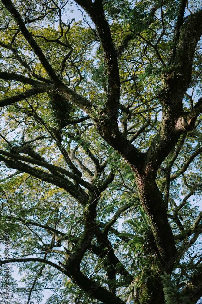 A towering, majestic tree against a backdrop of clear skies, epitomizing nature's grandeur and the tranquility of open spaces A towering, majestic tree against a backdrop of clear skies, epitomizing nature's grandeur and the tranquility of open spaces