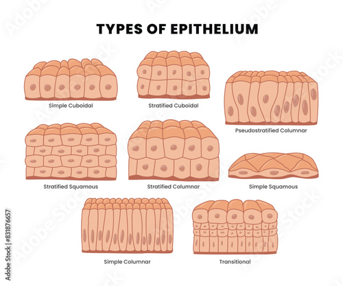 Set of Types of epithelial tissue: cilliated columnar, simple columnar, simple cuboidal, and simple squamous cells, labeled educational anatomical structure with microbiology elements. photo
