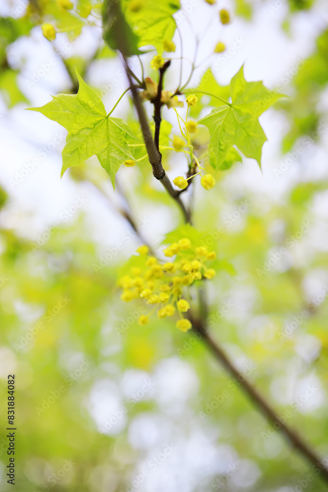 Summer landscape, lush green vegetation and nature. Summer landscape, lush green vegetation and nature.