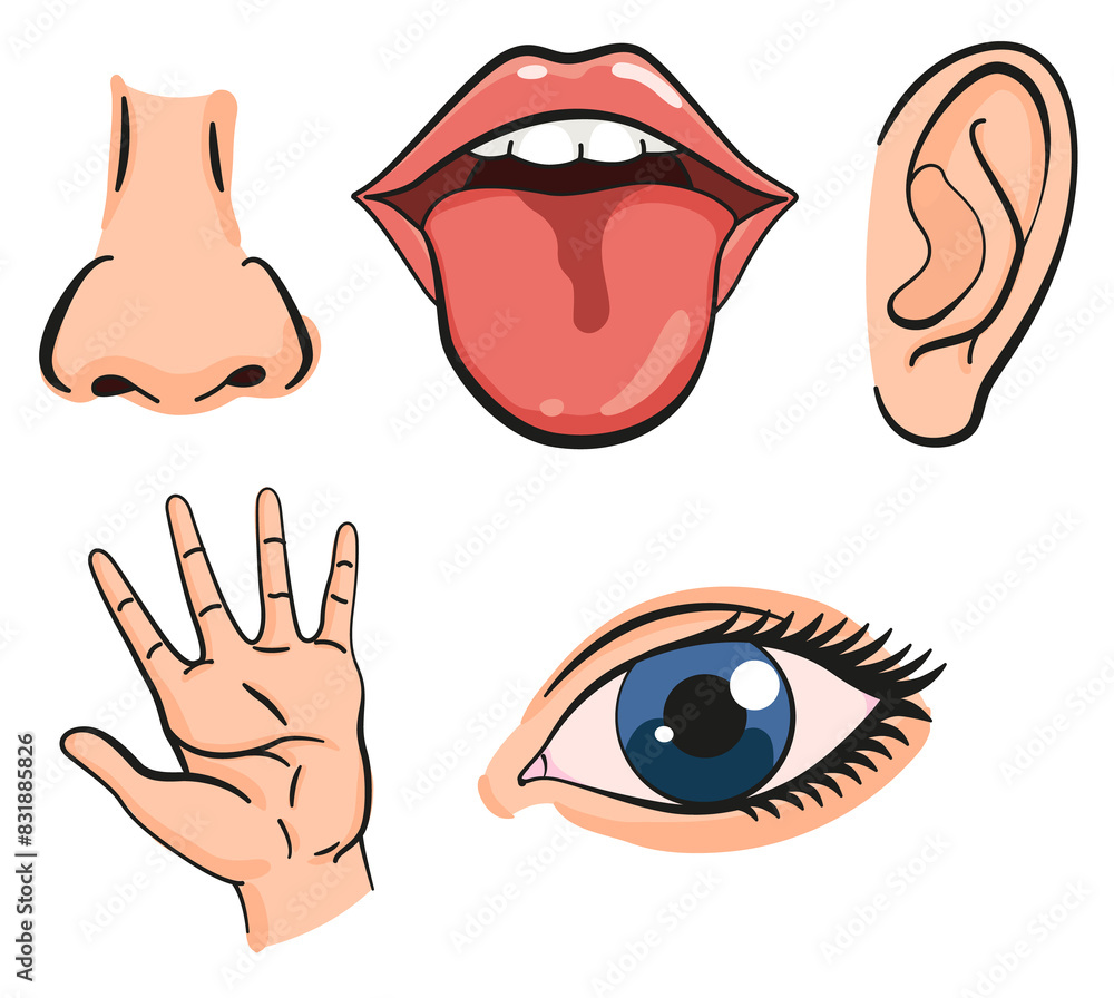 Cartoon sensory organs icons. Nose, ear, hand, tongue and eye. Five human senses education concept. illustration isolated on white background