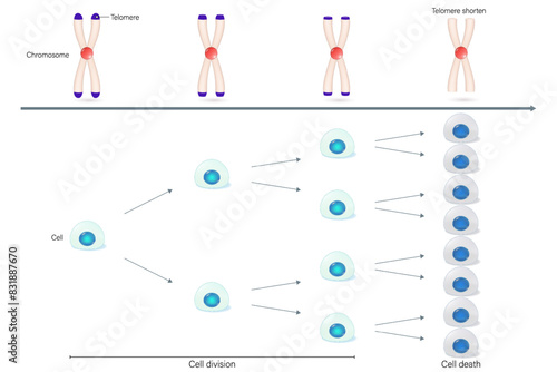 Aging process. Telomeres on chromosomes begin to shorten. Along with cell division from the beginning until cell division stops.
