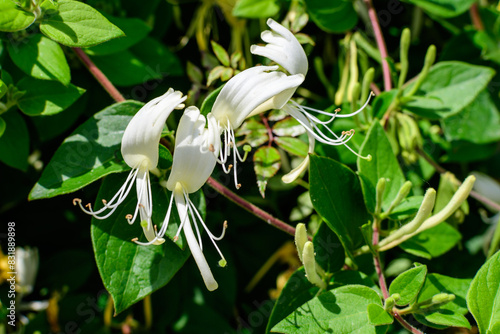 Wallpaper Mural Green bush with fresh vivid yellow and white flowers of Lonicera periclymenum plant, known as European honeysuckle or woodbine in a garden in a sunny summer day, beautiful outdoor floral background. Torontodigital.ca