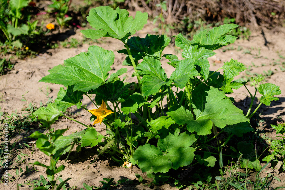 Young zucchini plant with large green leaves in direct sunlight, in an urban herbs garden, in a sunny summer day, beautiful outdoor monochrome background photographed with selective focus. Young zucchini plant with large green leaves in direct sunlight, in an urban herbs garden, in a sunny summer day, beautiful outdoor monochrome background photographed with selective focus.