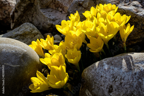 Close up of many vivid yellow crocus spring flowers in full bloom in a garden in a sunny day, beautiful outdoor floral background photographed with soft focus.