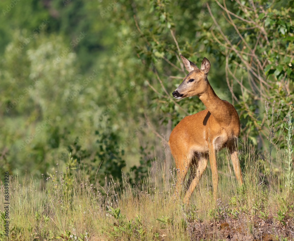Roe deer, Capreolus capreolus. An animal standing in a meadow and looking intently into the distance