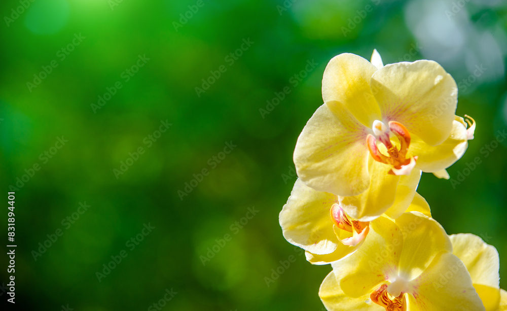 yellow Orchid branch on green natural background
yellow Orchid branch on green natural background