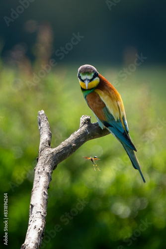 European bee-eater (Merops apiaster) perched on a branch and looking at a wasp. Nature reserve of the Isonzo river mouth, Isola della Cona, Friuli Venezia Giulia, Italy.
 photo