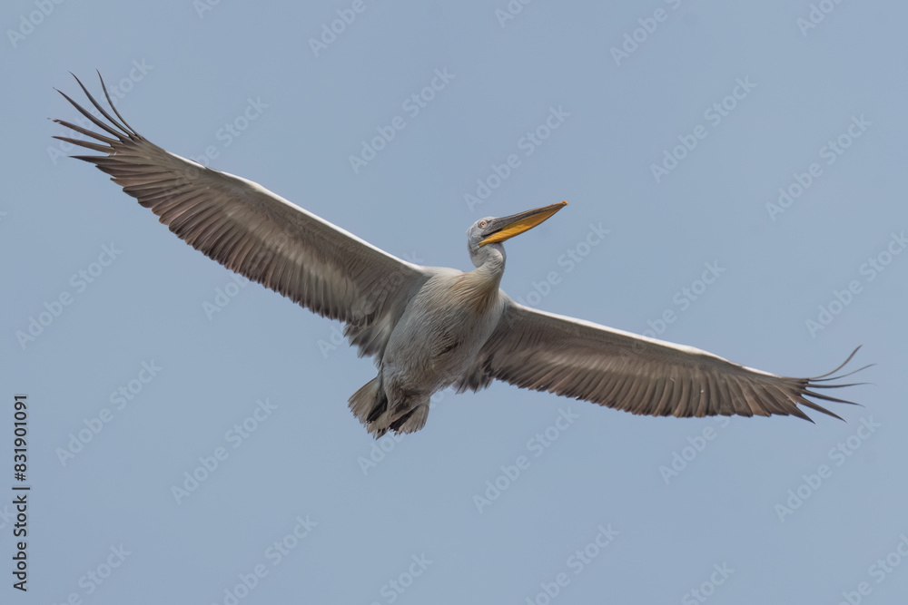 Obraz premium Dalmatian pelican flying in the sky with wide opened wings