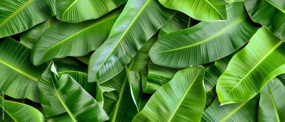 Obraz premium Lush green banana leaves create a vibrant, tropical texture pattern in natural light.