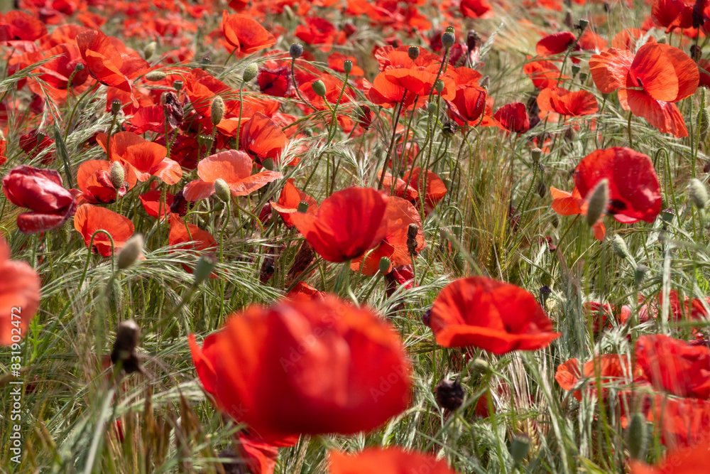 Poppy Papaver