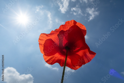 Poppy Papaver