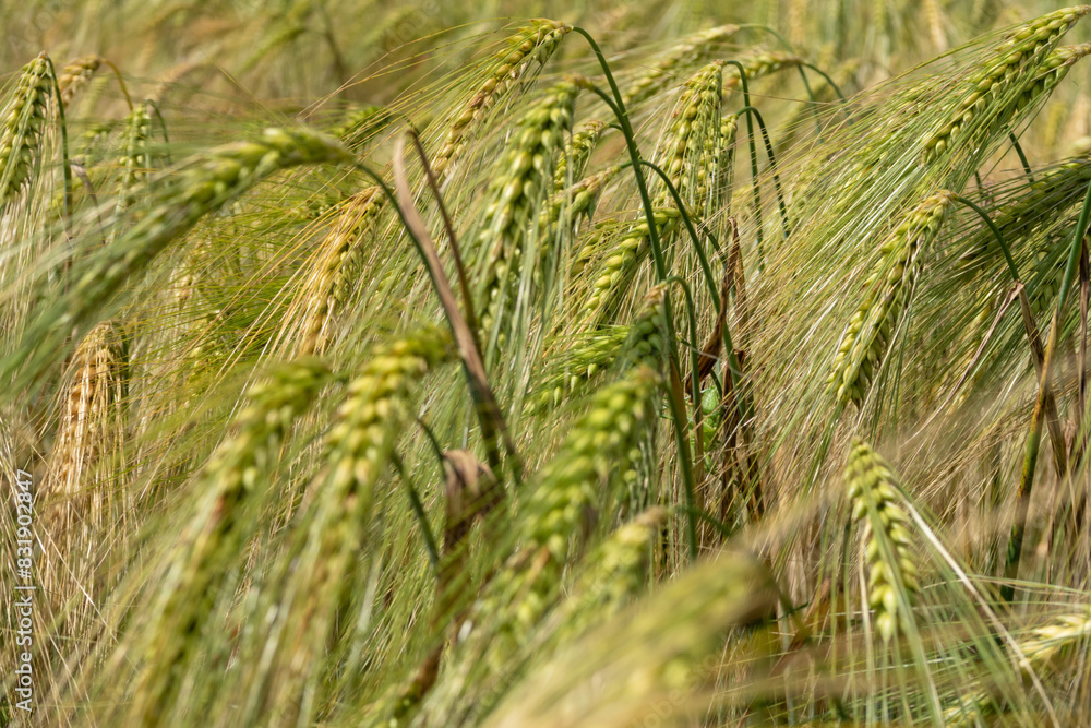Triticum Wheat