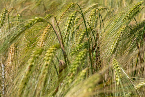 Obraz na płótnie Triticum Wheat w salonie