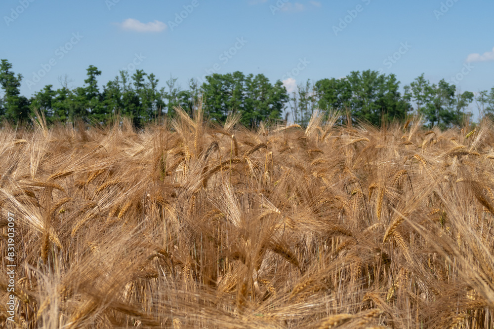 Triticum Wheat