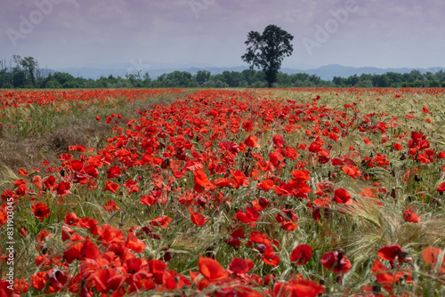 Obraz na płótnie Poppy Papaver w salonie