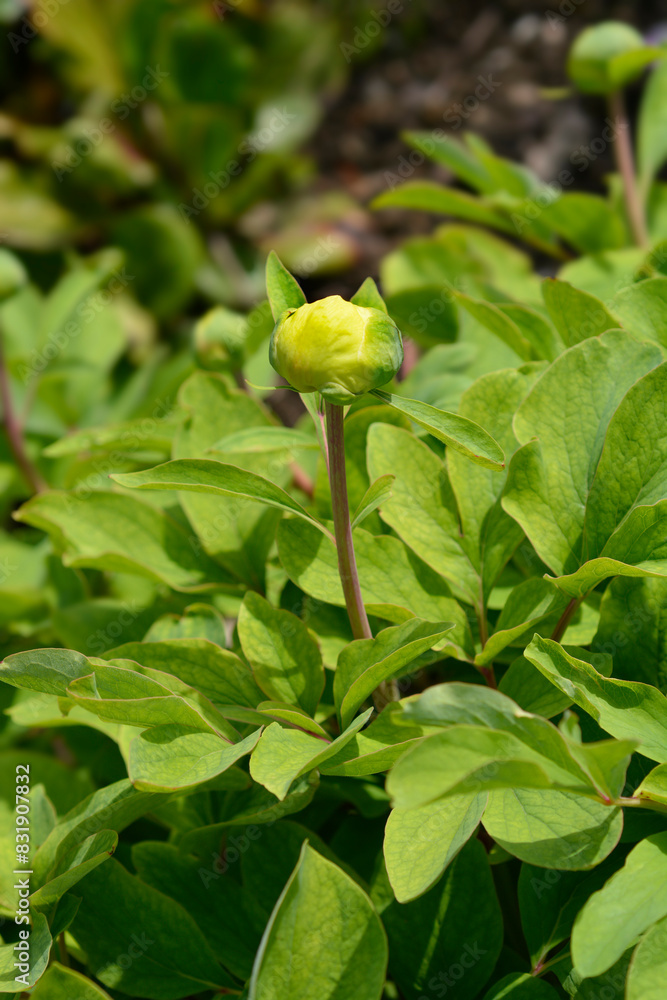 Mlokosewitchs peony flower bud