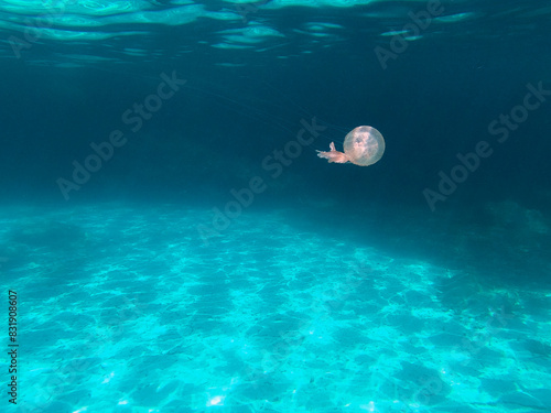 Pelagia nocA jellyfish, Pelagia noctiluca, also known as mauve stingers or purple striped jellyfish, floating alone in the blue water. Marine life of the Mediterranean. Background sea lifetiluca photo