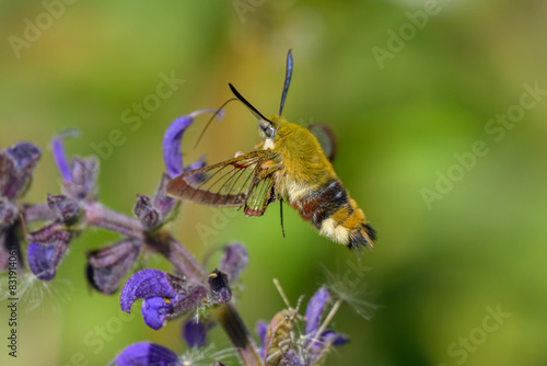 Photography A broad bordered bee hawk moth feeding on a blue flower