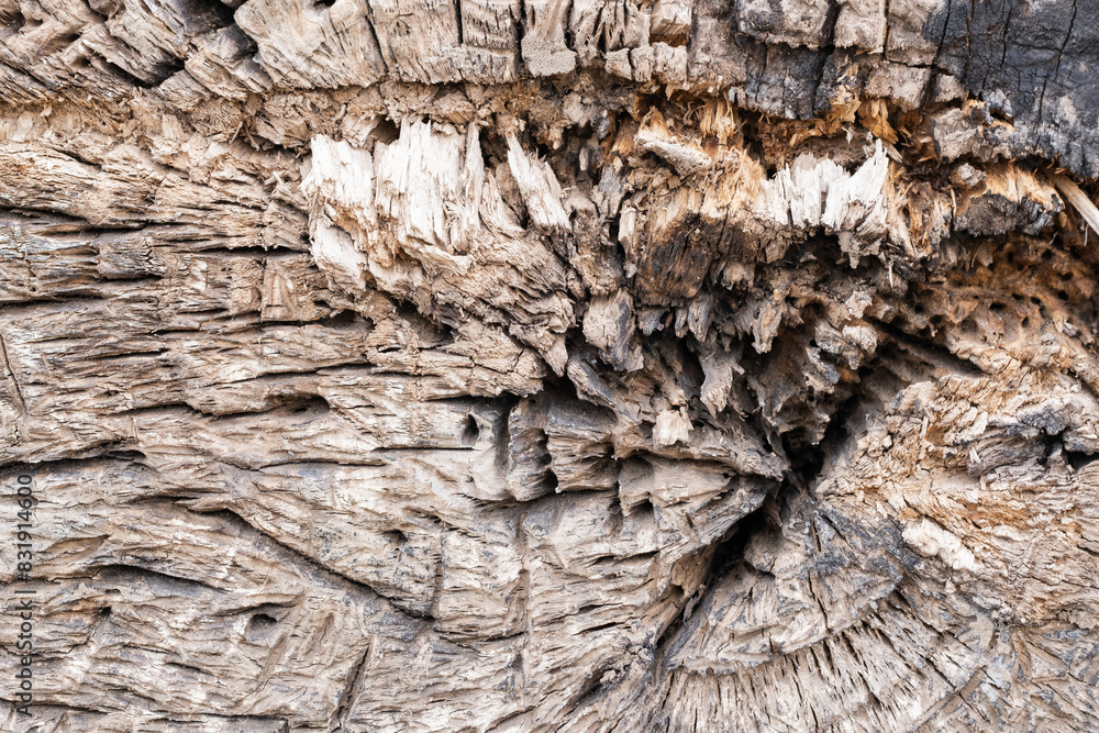 Background, cut down an old fallen tree in closeup. Background, cut down an old fallen tree in closeup.