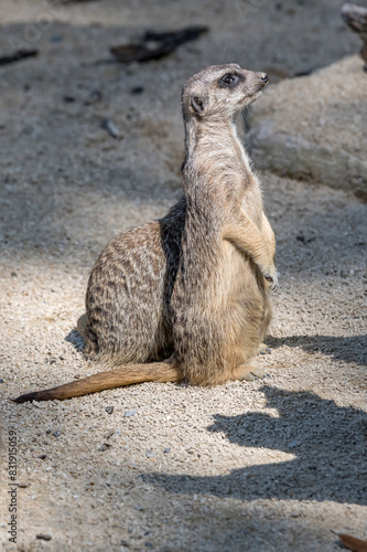 attentive meerkat at zoo, Stuttgart